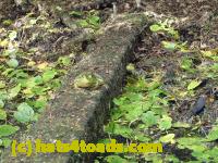/home//u458753944/public_html/sourcegallery////Frogs/Bullfrogs 2016-08 Ontario/P8140081.JPG